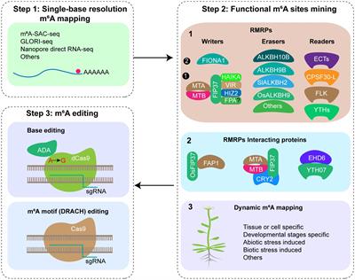 Strategies for RNA m6A modification application in crop improvement